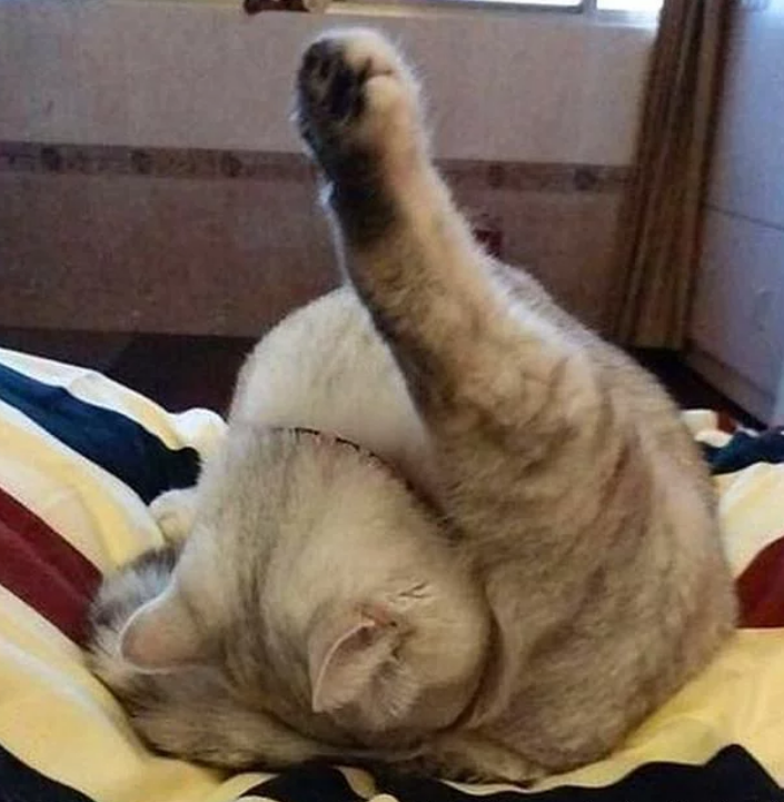 睡神级小奶猫,玩到一半就突然睡着,主人:电量告急,得及时充电 睡神级小奶猫,玩到一半就突然睡着,主人:电量告急,得及时充电