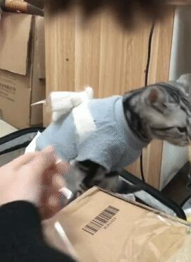 主人在家粘箱子,让猫咪咬断胶带,猫:我为这个家付出太多…… 主人在家粘箱子,让猫咪咬断胶带,猫:我为这个家付出太多……