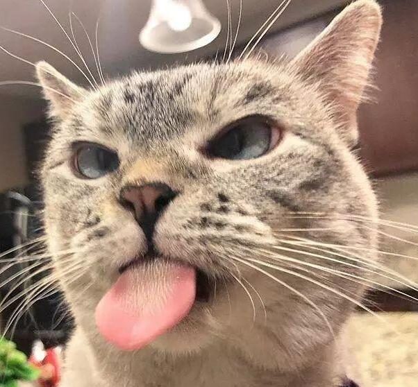 所以它的设计和猫舌头很像,刷子上布满了弯曲的软刺