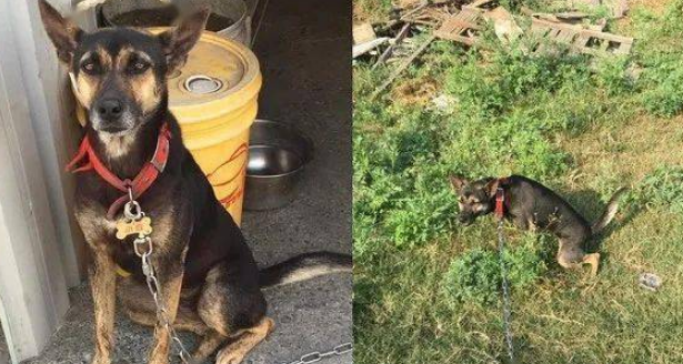 家里的狗狗猝死后,一家人决定不再养狗,但两个月后突然接到一通电话…… 家里的狗狗猝死后,一家人决定不再养狗,但两个月后突然接到一通电话……
