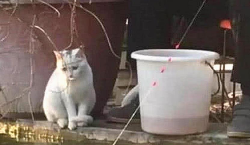 男主带着猫咪去钓鱼,钓上一只鱼时,它的反应让人笑出鼻涕泡 男主带着猫咪去钓鱼,钓上一只鱼时,它的反应让人笑出鼻涕泡