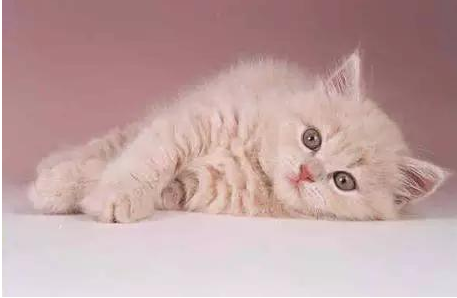 金毛回家了时带到一只奶猫,主人本想留有给狗为伴,結果却非常尴尬