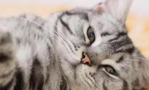 主人捉弄猫咪,在它身上放了一颗蛋,猫醒来吓到炸毛:我生蛋了? 主人捉弄猫咪,在它身上放了一颗蛋,猫醒来吓到炸毛:我生蛋了?