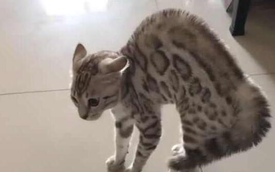 主人家里又新来了一只猫子, 家里的猫接下来的举动, 让铲屎官笑炸锅!