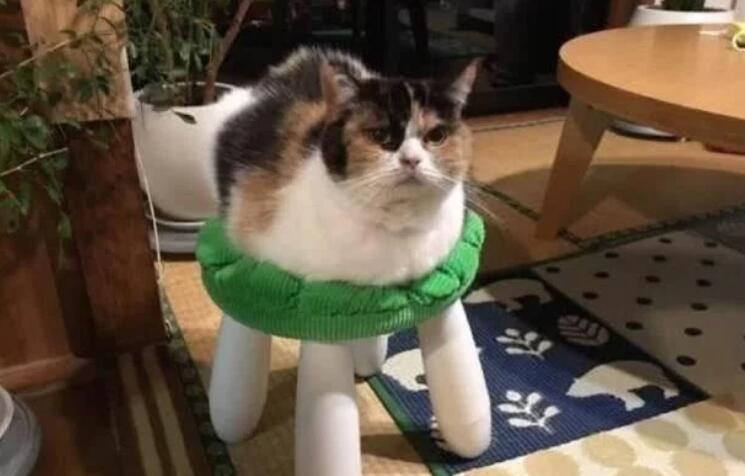 猫坚强流浪猫四肢冻伤后被截肢，移植3d打印假肢又重新站起来