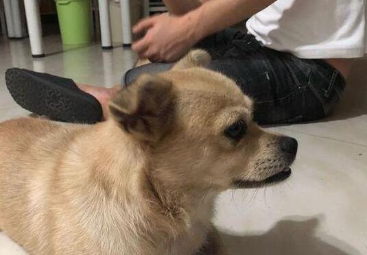 捡了只脏兮兮的流浪奶狗, 小家伙知道“家”难得, 懂事得让人心疼