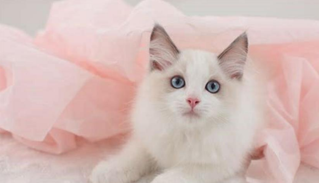 一只“猫”体重接近20斤、价近十万,不可思议! 一只“猫”体重接近20斤、价近十万,不可思议!