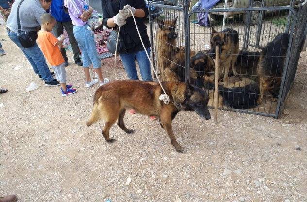 一只五岁的马犬商贩仅500元出售,男子却觉得价格高了! 一只五岁的马犬商贩仅500元出售,男子却觉得价格高了!
