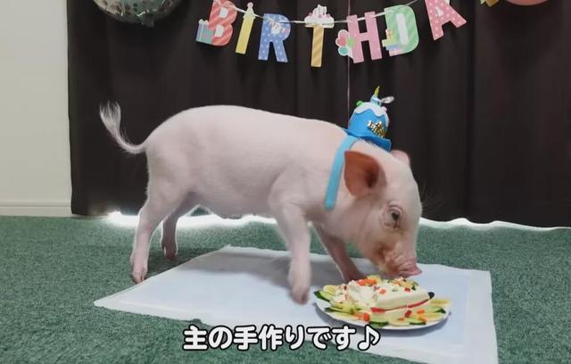 日本网友直播养宠物猪100天后，把猪做成烤乳猪吃掉了！真·杀猪盘