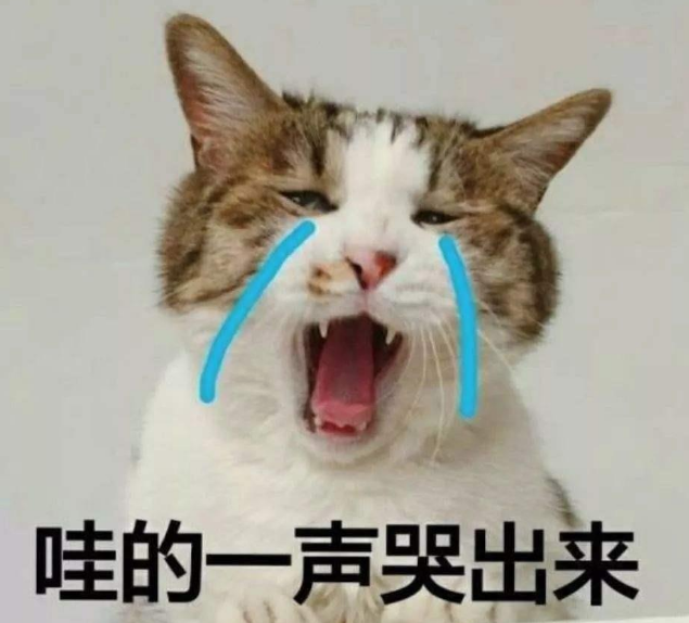 一只有着催眠功力的猫,盯着它的眼睛看30秒,你就会自动睡着了 一只有着催眠功力的猫,盯着它的眼睛看30秒,你就会自动睡着了