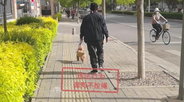 文明养犬知多少?切记做到“宠爱”有方~ 文明养犬知多少?切记做到“宠爱”有方~