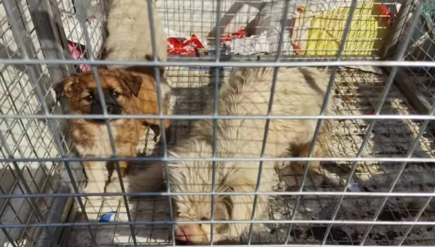 无主犬、流浪犬集中清理收容在行动!养犬也要“文明”范儿! 无主犬、流浪犬集中清理收容在行动!养犬也要“文明”范儿!