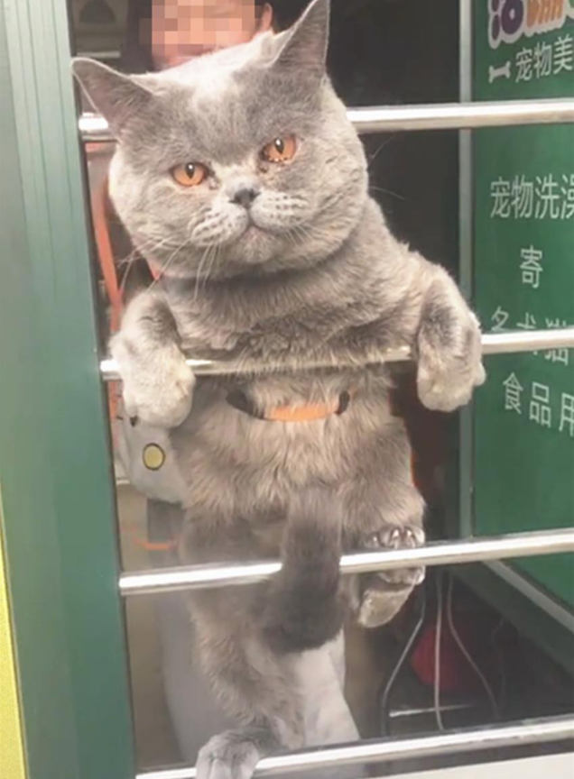 一只逃跑被抓回来洗澡的猫：我和我最后的倔强，握紧爪子绝对不放