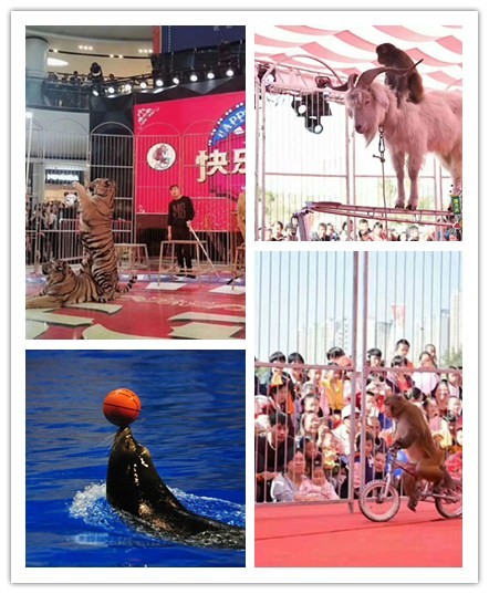 崇左市哪里有出租鹦鹉表演满意商家 崇左市哪里有出租鹦鹉表演满意商家