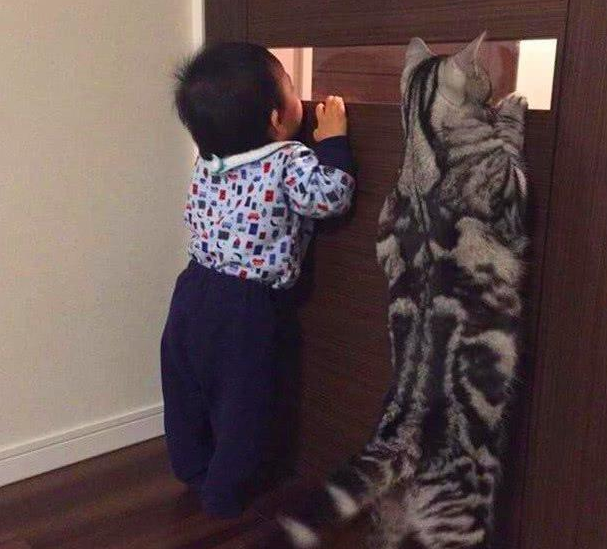 一只和蜘蛛大战300回合的猫咪，这造型让人笑喷，蜘蛛可能进肚了