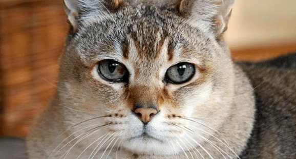 主人以为蓝猫太胖，就把猫毛剃掉，结果瘦得像根火柴棍，它生气了 