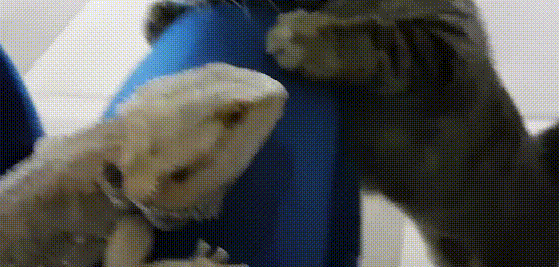 猫咪求爱蜥蜴被拒，恼羞成怒连扇其五巴掌，蜥蜴君好委屈
