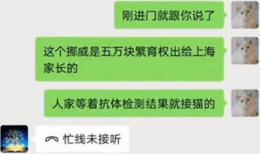 名贵猫王后代被误做绝育,医院回应:猫还活着,不算医疗事故 名贵猫王后代被误做绝育,医院回应:猫还活着,不算医疗事故