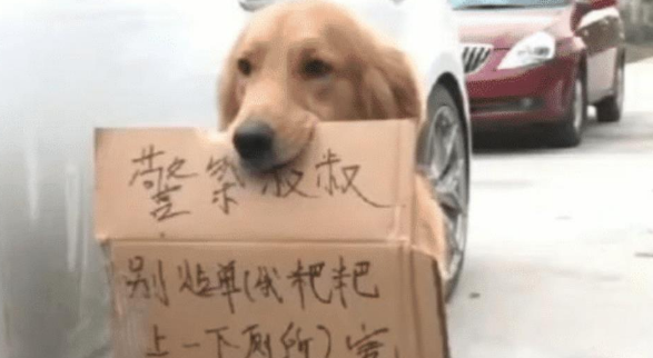 交警刚想贴罚单,瞧见一只金毛守在车旁,嘴里叼的纸让人笑不出来