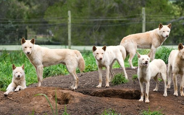 澳洲野犬源自中國家狗?幾千年前我跨海移民先後退走,家犬成猛獸