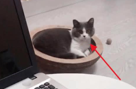 主人吃山竹,猫咪的表情都变了,主:你听我解释,不是你想的那样 主人吃山竹,猫咪的表情都变了,主:你听我解释,不是你想的那样