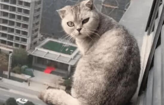 女子带着猫咪去做绝育, 次日起床看窗外风景, 低头一看不淡定了 