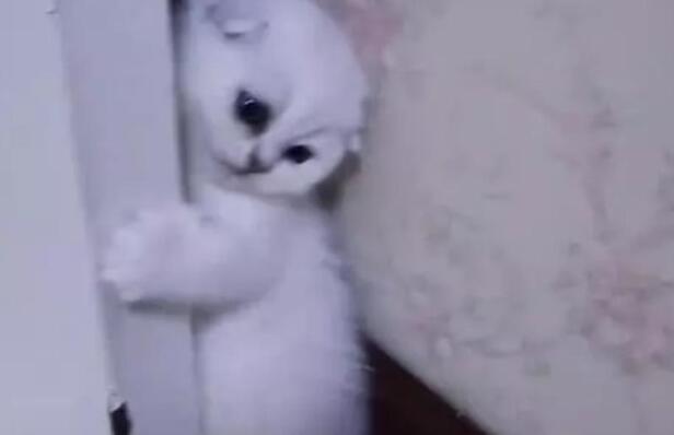 女子搬家后把猫咪带了过来, 吃饭时看不到猫咪, 找到后不淡定了 女子搬家后把猫咪带了过来, 吃饭时看不到猫咪, 找到后不淡定了