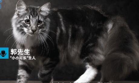 名贵猫王后代被误做绝育,医院回应:猫还活着,不算医疗事故 名贵猫王后代被误做绝育,医院回应:猫还活着,不算医疗事故