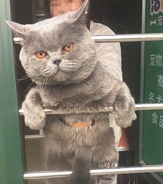 一只逃跑被抓回来洗澡的猫：我和我最后的倔强，握紧爪子绝对不放