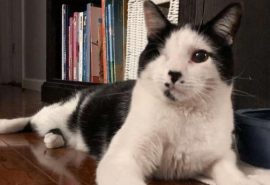 猫咪在争斗中失去右眼，长相凶悍难以亲近，小男孩却帮它敞开心扉