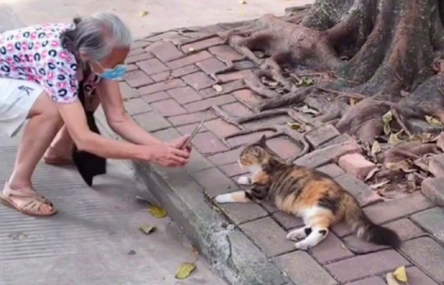 路边躺着一只猫,老人蹲下来换各种角度拍照,这不就是以后的我嘛 路边躺着一只猫,老人蹲下来换各种角度拍照,这不就是以后的我嘛