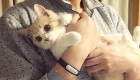 买了一只可爱的小奶猫,结果越养越奇怪,网友:这是猫?