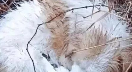 流浪狗妈妈浑身颤抖，依然在喂宝宝，它把所有的能量都给了孩子
