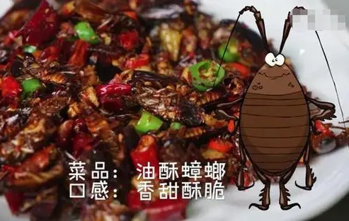 蟑螂的天敌有多少种 | 蟑螂能吃吗？有哪些天敌？如何彻底消灭干净？