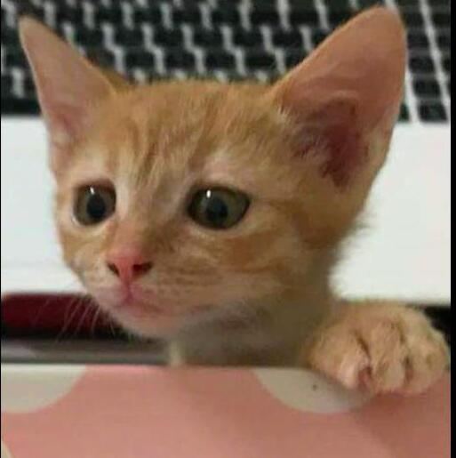 主人正在吃饭, 小猫双爪扒着桌子, 眼睛盯着鸡腿看