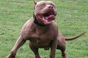 一只猫干翻7条比特犬，场面堪比武侠片！当事猫：不服来战！