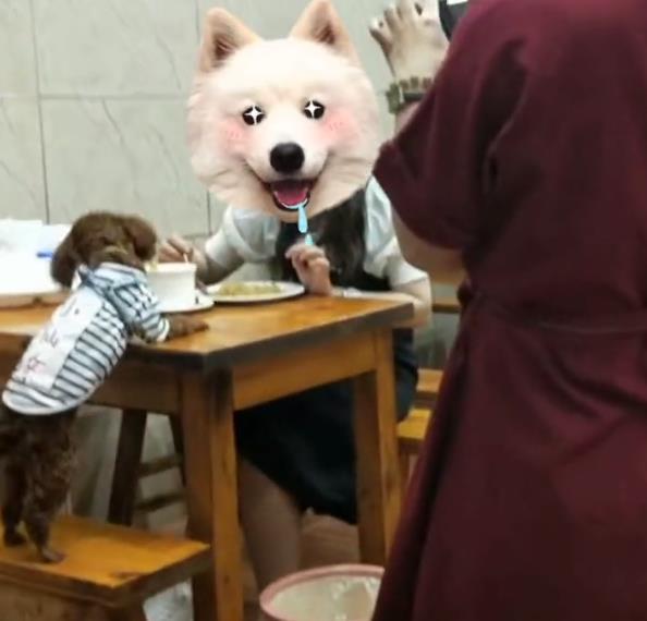 狗狗上桌吃饭，惊呆众人，网友：以后不会去了