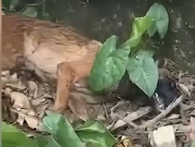 云南民警巡边突遇2米眼镜蛇,马犬忠心护主被咬死,巡边有多危险 云南民警巡边突遇2米眼镜蛇,马犬忠心护主被咬死,巡边有多危险