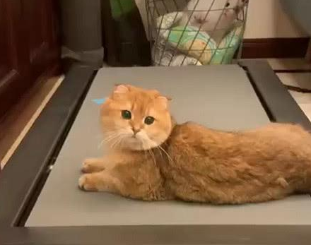 猫咪为阻止铲屎官减肥，竟然学会了用跑步机？网友：是该减肥了！ 