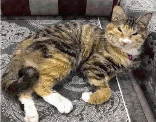 去朋友家做客，推开门却迈不开步子：这猫看着有些怪？