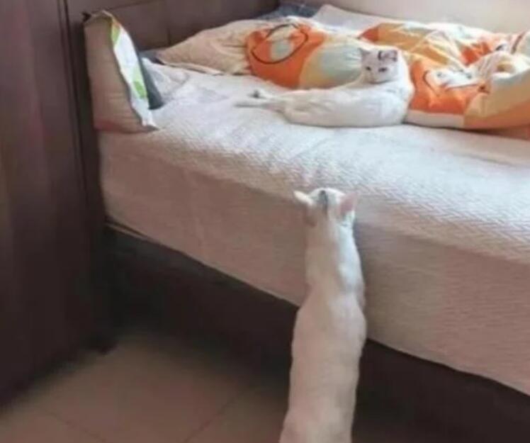 老妈捡了一只流浪猫和我家一模一样,网友纯天然克隆省了几十万 老妈捡了一只流浪猫和我家一模一样,网友纯天然克隆省了几十万