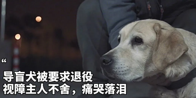 我愿它脱掉导盲鞍，像其他的狗狗一样，随心所欲