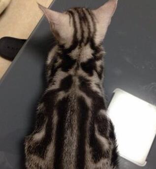 主人上厕所,猫咪被堵卫生间外,推门一看被熏成一团! 主人上厕所,猫咪被堵卫生间外,推门一看被熏成一团!