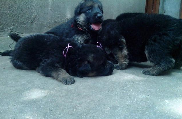 狼犬中华田园犬 | 它们是野狼后代:中华田园狼犬,性能不输德牧 狼犬中华田园犬 | 它们是野狼后代:中华田园狼犬,性能不输德牧