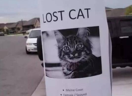 猫咪不幸走丢，一年后却奇迹般找了回家，猫：找你找得好辛苦啊！