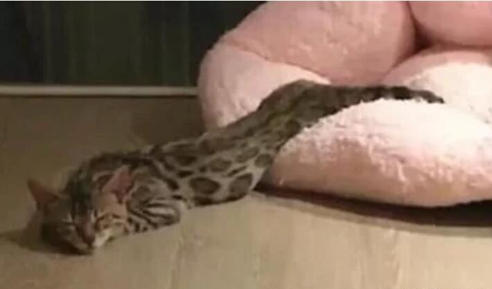 半夜起床发现猫咪被蟒蛇吞了，只剩一个头，仔细一看发现蹊跷