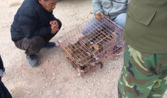 商贩出售土猫, 买主开价120元, 商贩却称“这只要200!