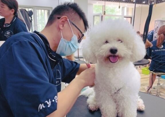 凭着宠物美容手艺 她帮助600只流浪犬找到新主人