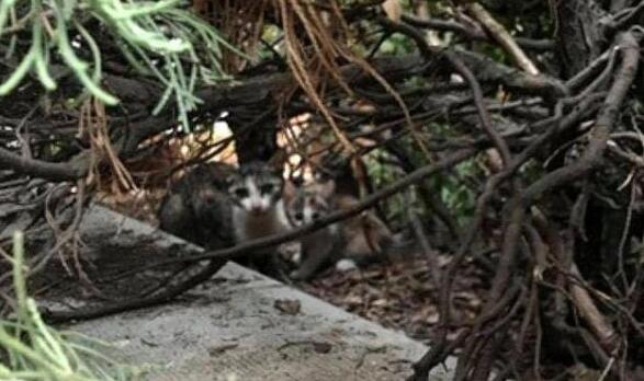 猫妈妈带孩子觅食,不幸遭遇车祸,好心消防员从垃圾箱捡回小奶猫