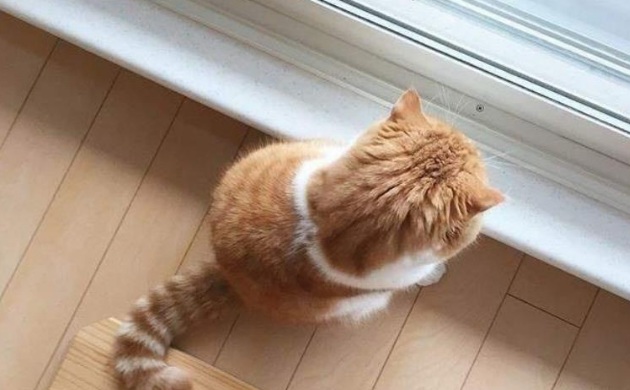 一只折耳小橘猫,背影萌翻好多人,而正面照也同样令人惊艳 一只折耳小橘猫,背影萌翻好多人,而正面照也同样令人惊艳